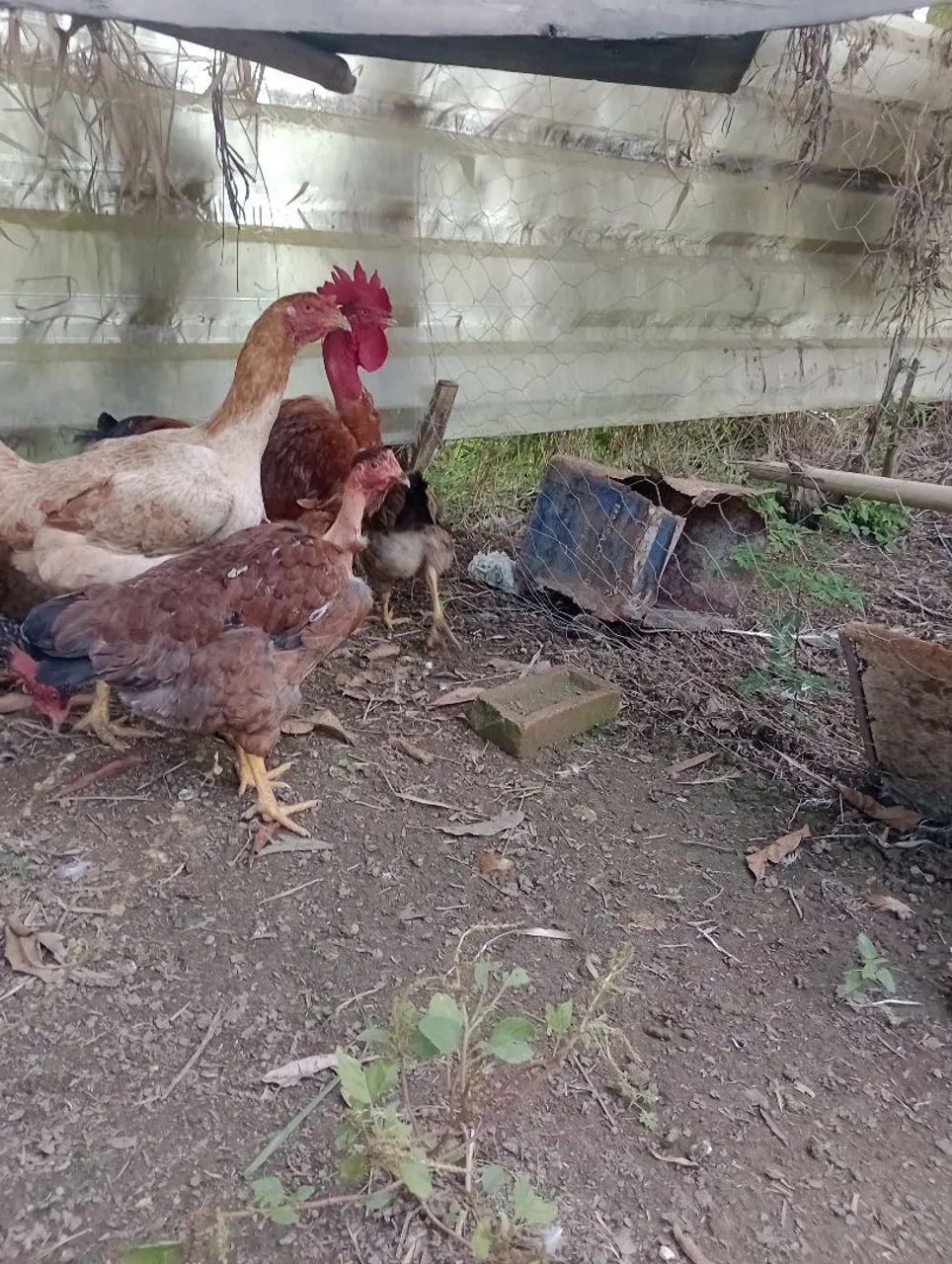 Aves de engorda e postura  - Foto 3