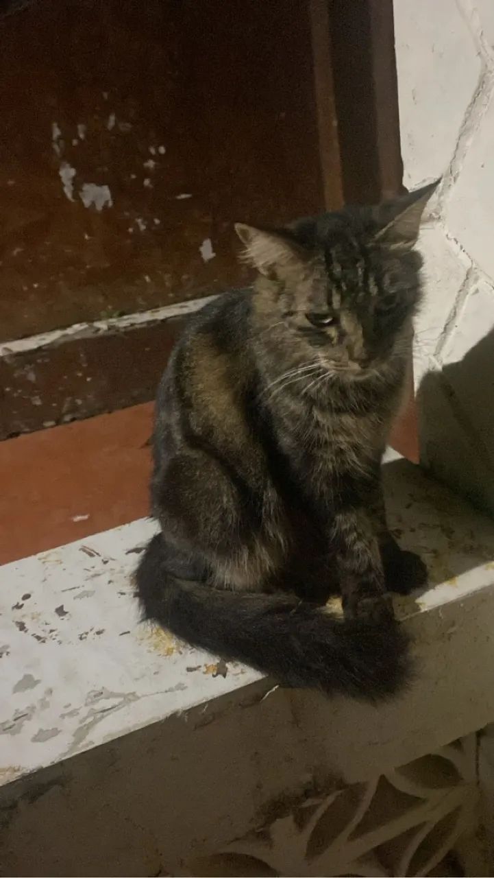 Gata cabeluda linda  - Foto 2