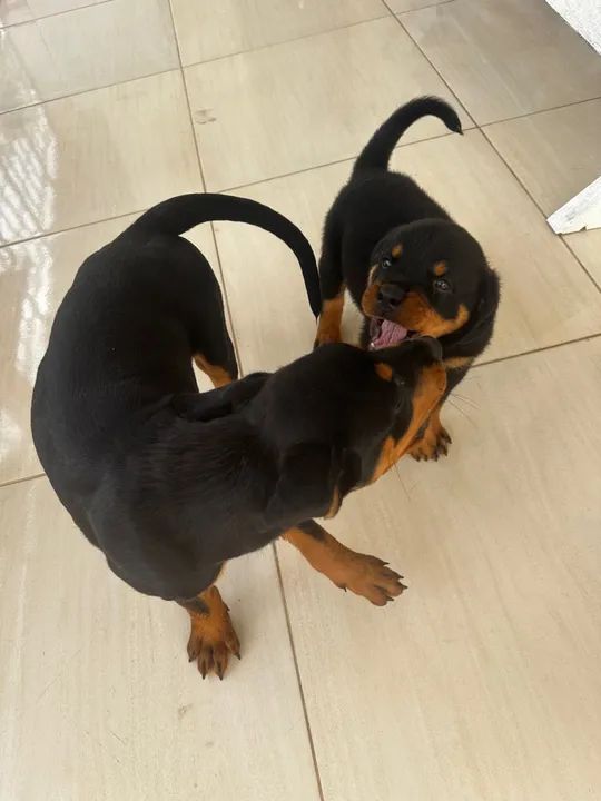 Filhote Rottweiler - Foto 2
