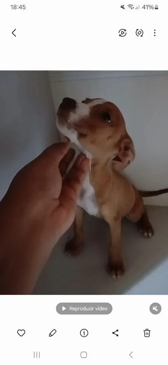 Filhote de Pitbull