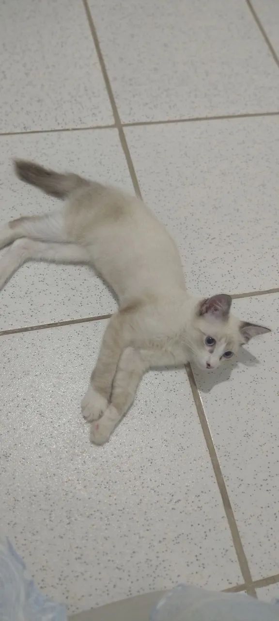 Gatinho lindo e carinhoso - Foto 2