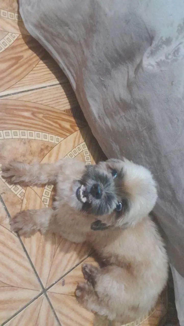  Shih Tzu fêmea pra vender logo - Foto 2