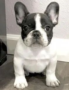 Buldogue Francês Filhotes na Cor cinza, bicolor, creme - Foto 2
