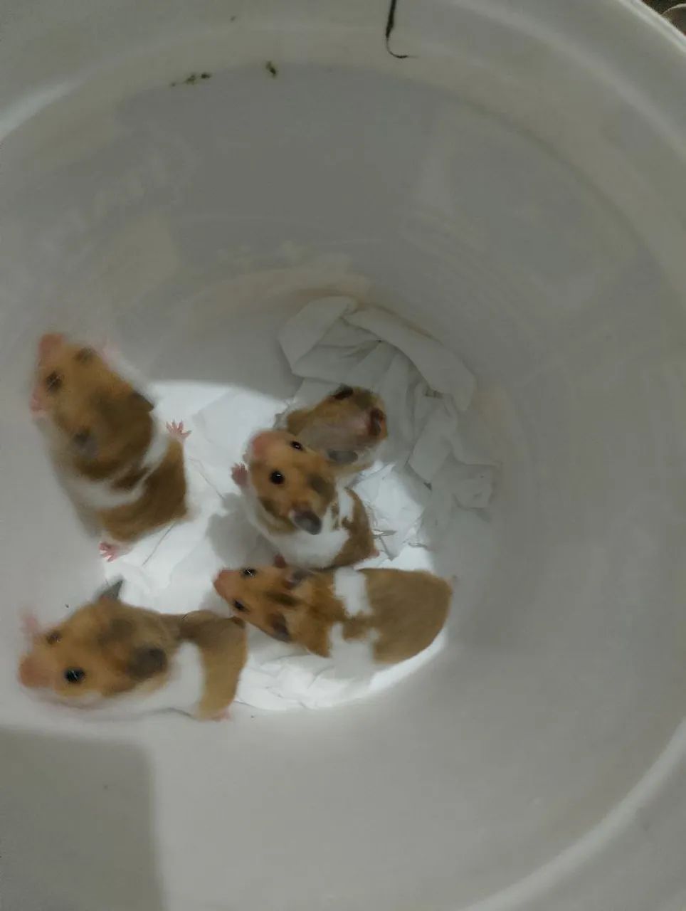 Hamuster filhote 2 meses e meio 30 dois50,casal coelho Teddy anão 4 meses 150.