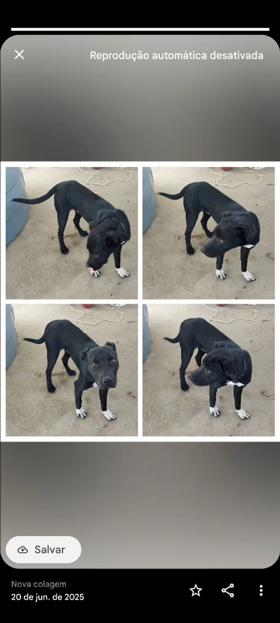Filhote de Pitbull para adoção