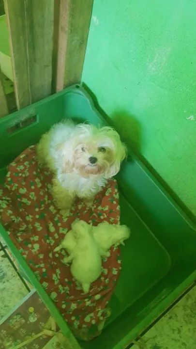 Um casal de maltês disponível mine - Foto 2