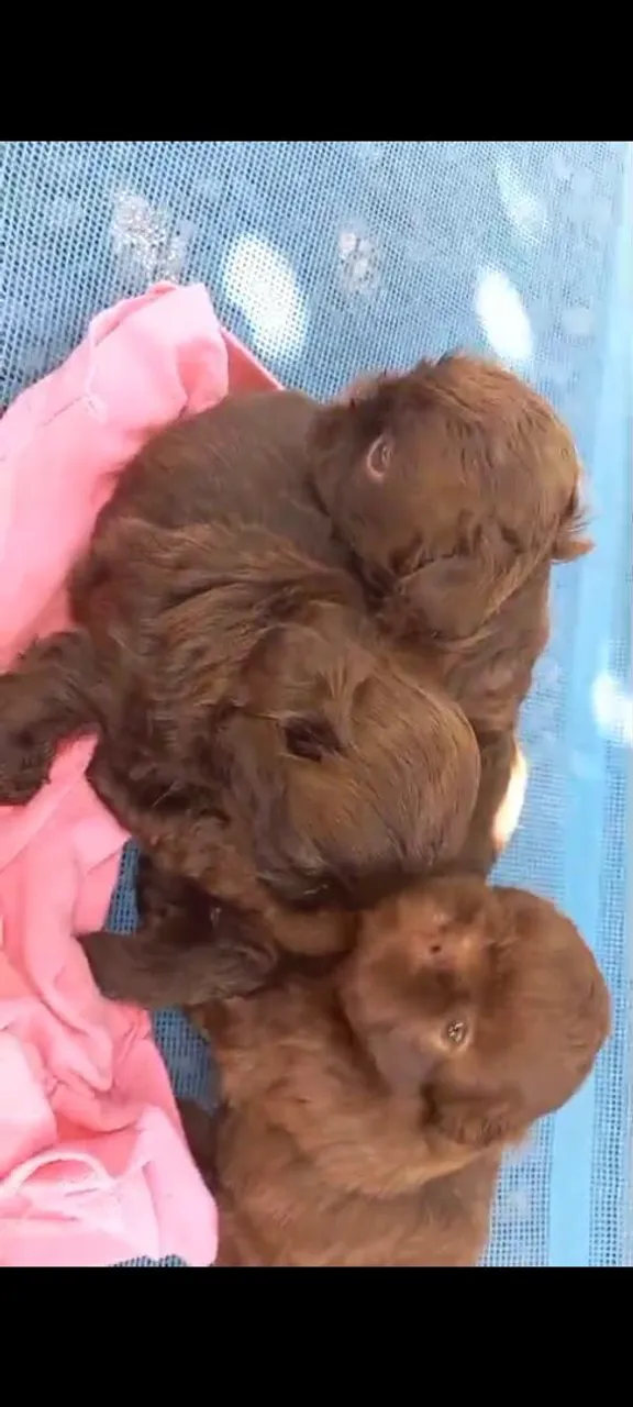 Filhotes de shitzu chocolate puro