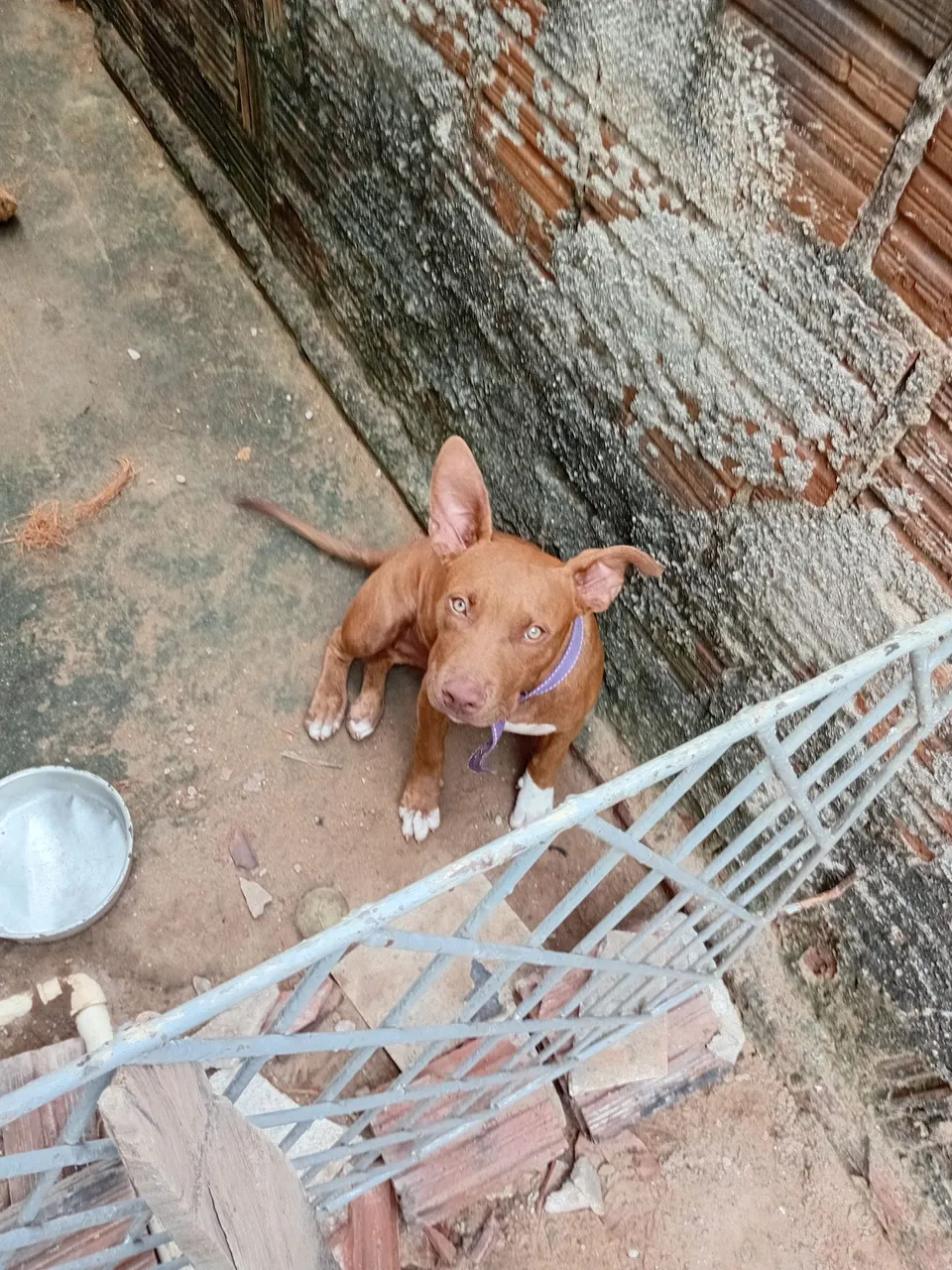Filhote de Pitbull
