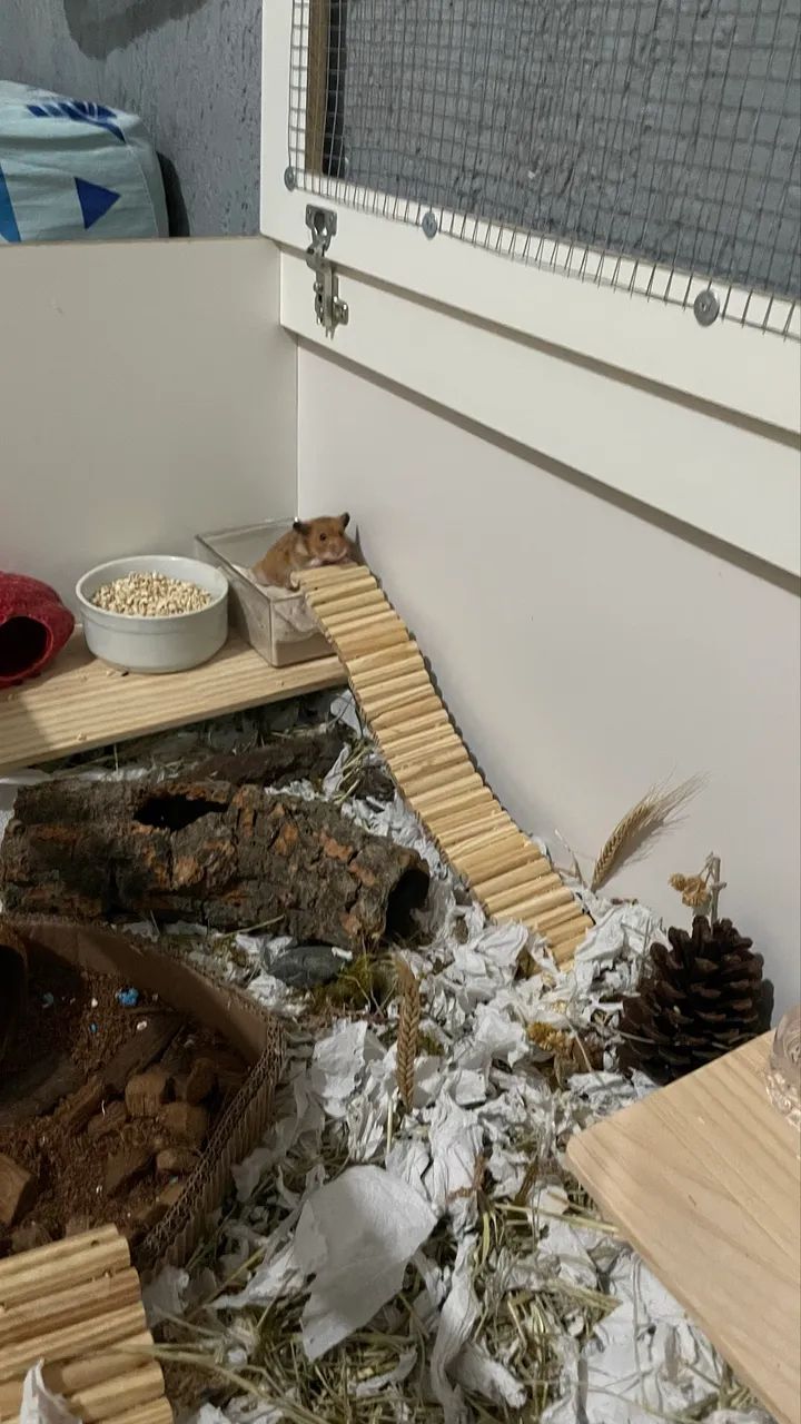 Terrário para hamster - Foto 2