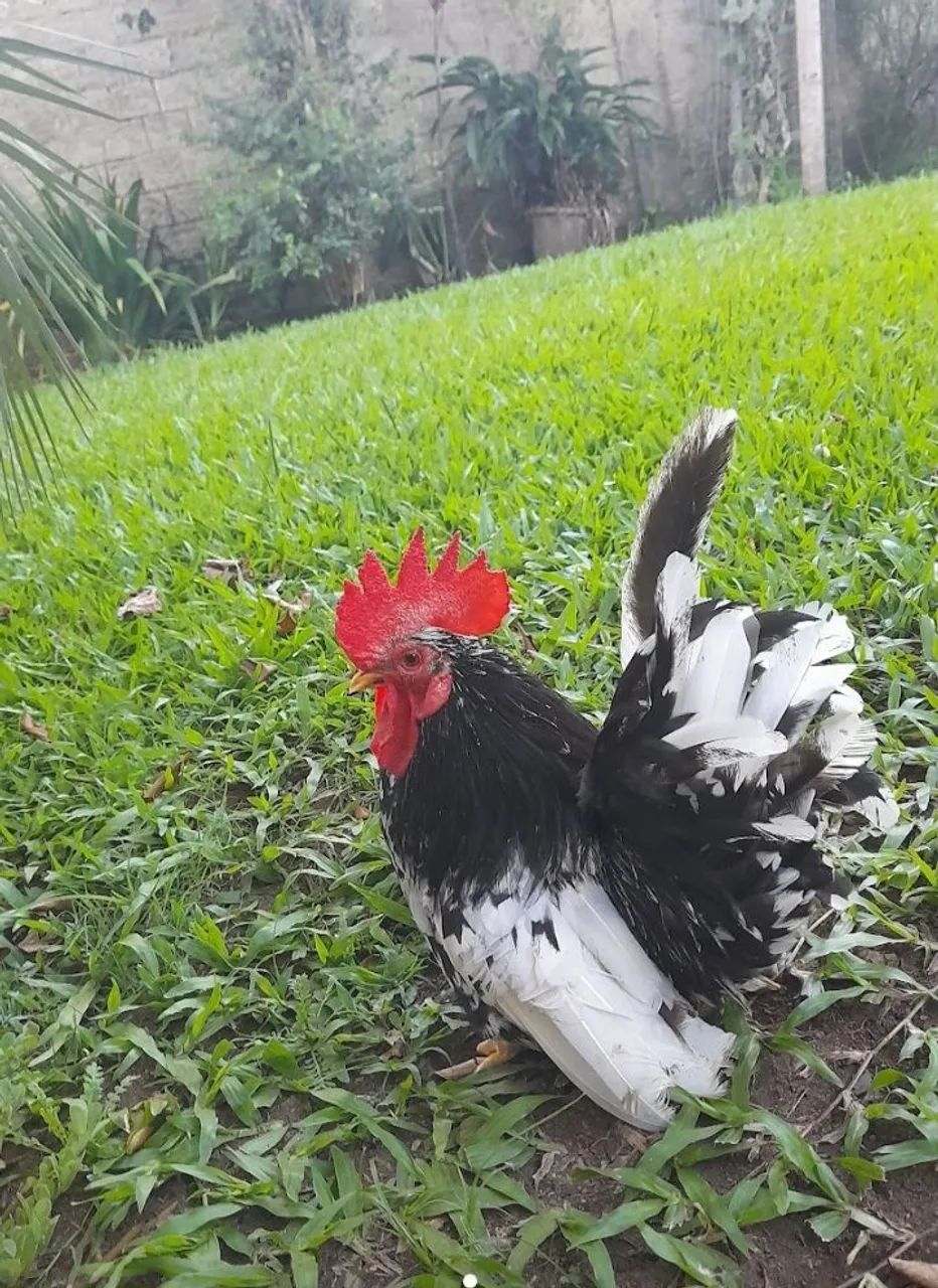 Galo de raça - Miniatura - Foto 3