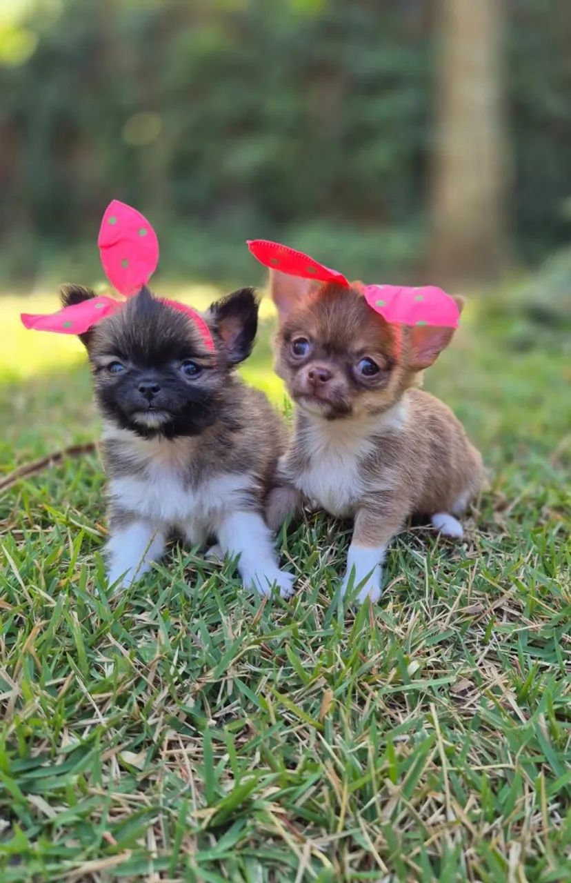 Chihuahua dois machinhos com 50 dias pelagem longa vacinados e com pedigree-Alberto