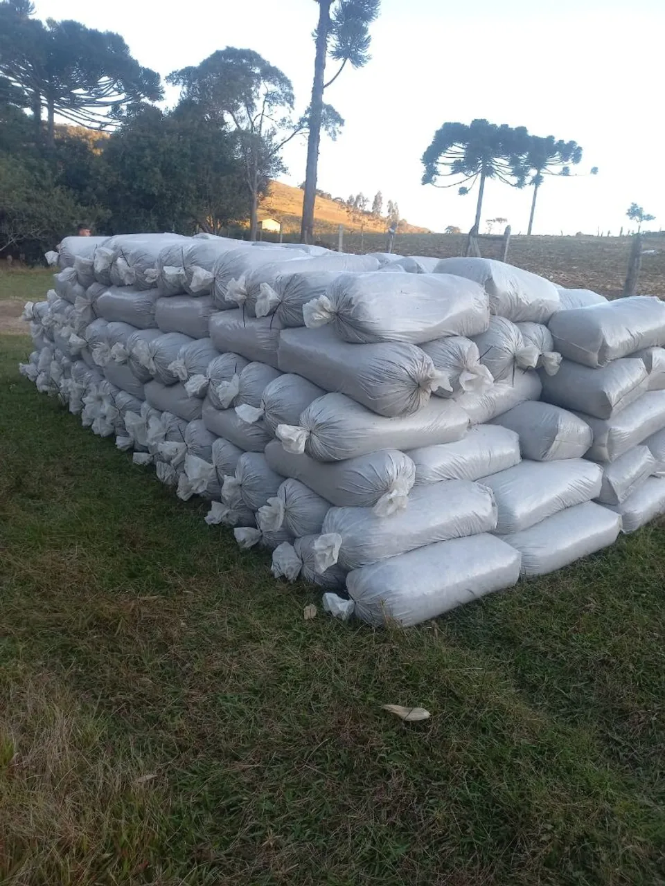 Silagem de Milho Completa - R$18 o Saco (Desconto para Atacado)