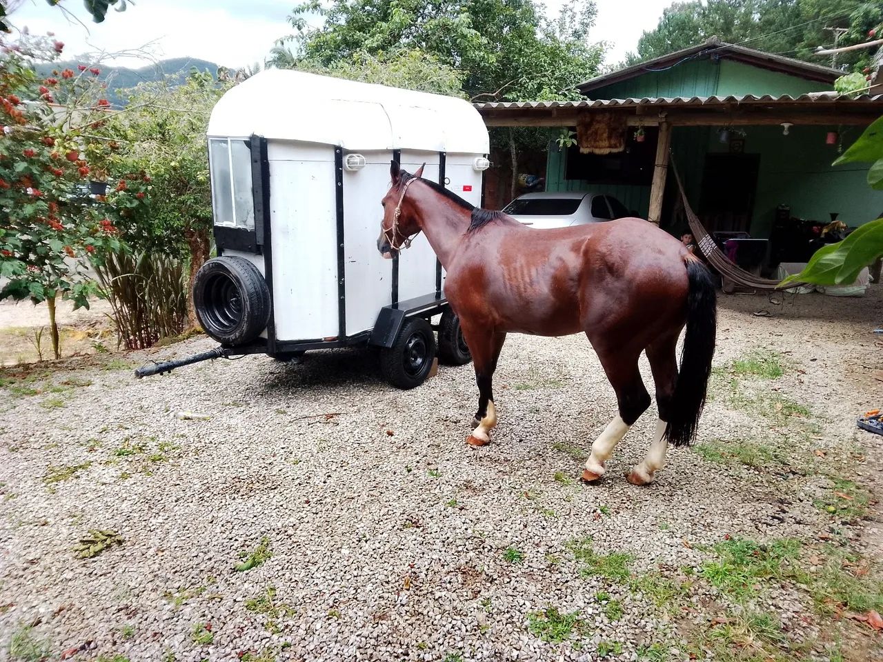 Cavalo e reboque a venda  - Foto 2