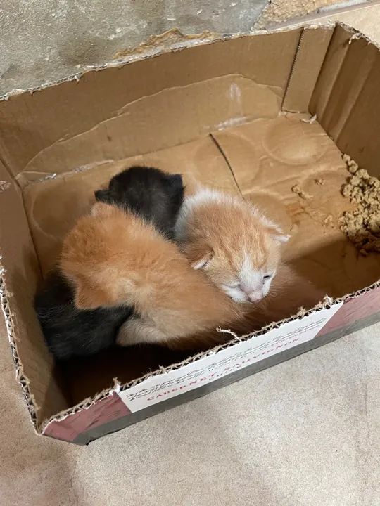 Adotem esses gatinhos 