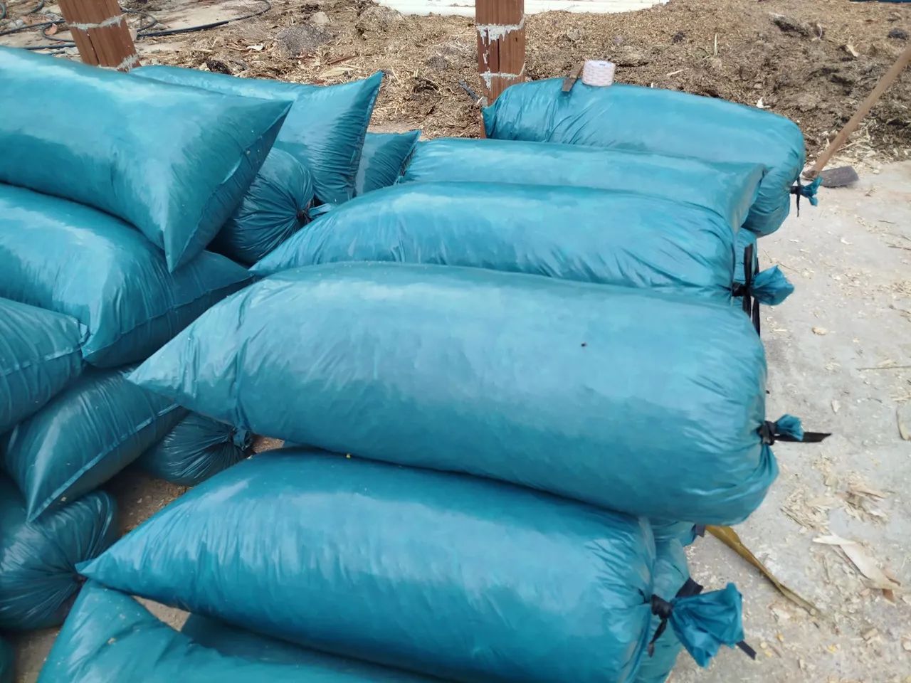 Silagem de milho com espiga