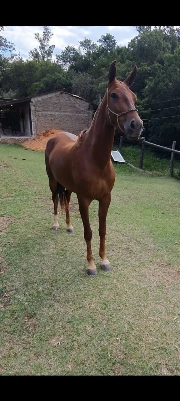 POTRA LUXOOOOO  - Foto 2