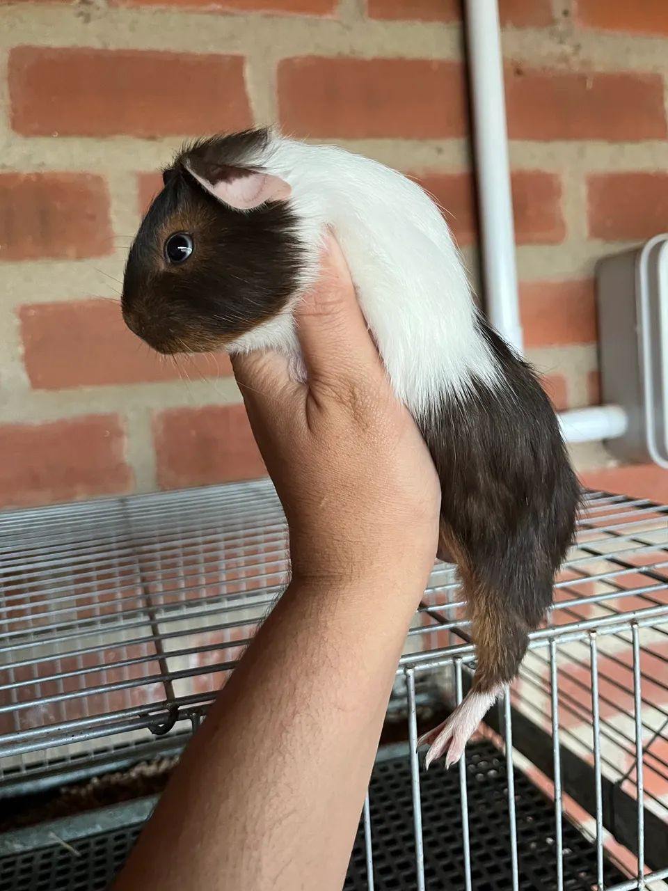 Meninos porquinho da índia  - Foto 3