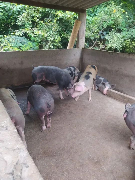 Vendo porcos pra matriz , reprodutor, e engorda  - Foto 5