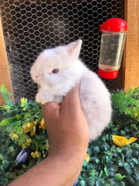O menor coelho do mundo da raça netherland dwarf - macho  - Foto 5