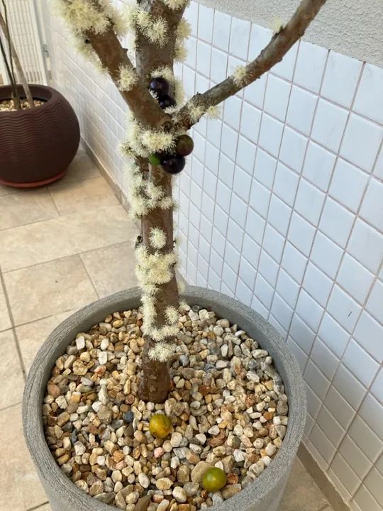 Pé de jabuticaba  - Foto 5
