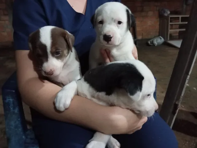 Cachorrinhos para adoção responsável