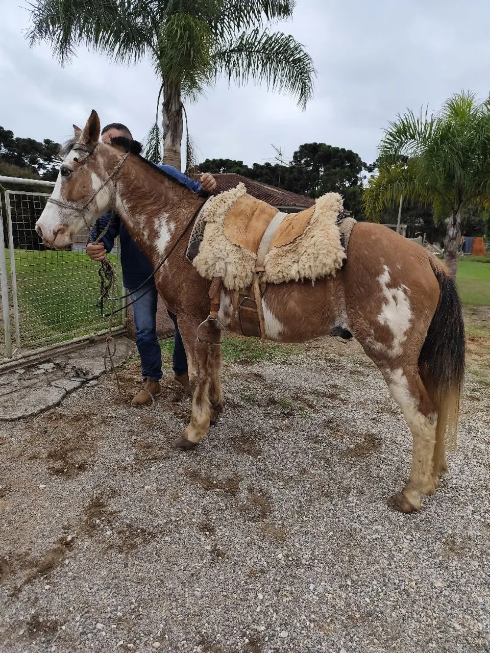 Cavalo bragado