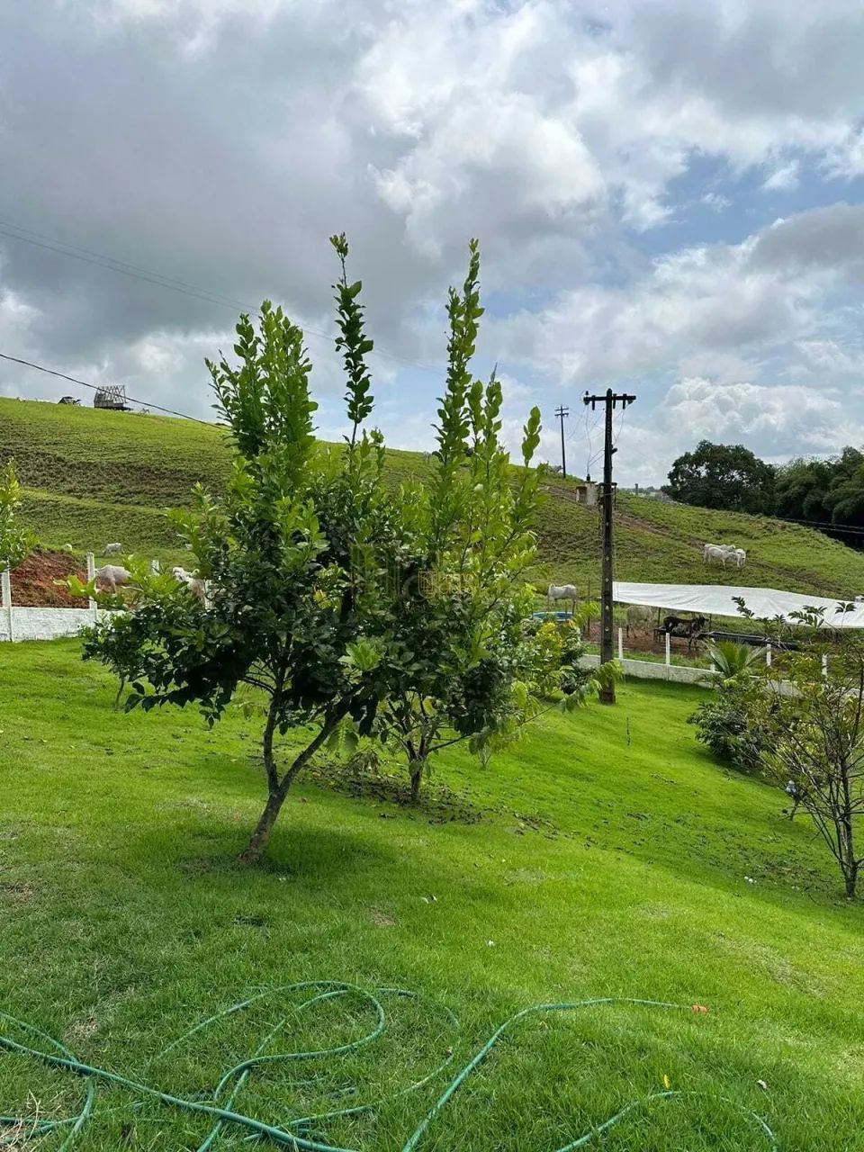 Fazenda À Venda em Atalaia! Leia a Descrição! - Foto 5