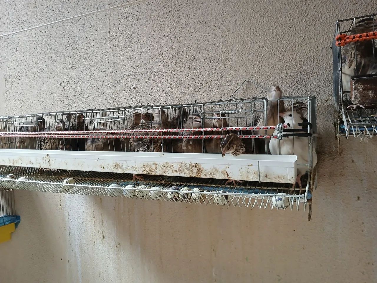 Disponível para venda - Foto 4