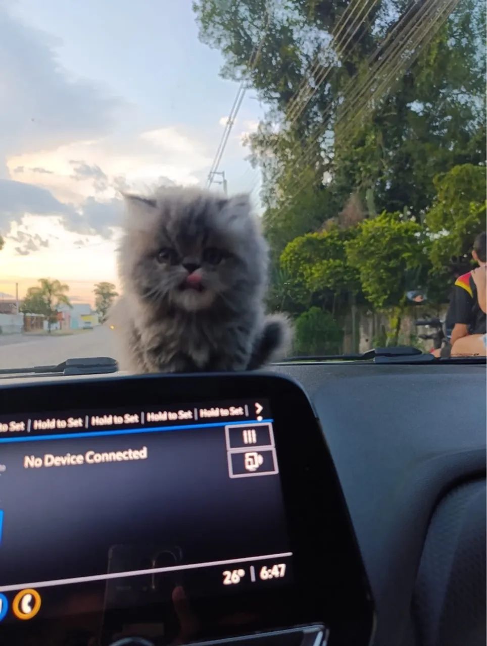 Vendo gato persa (fêmea ) - Foto 2