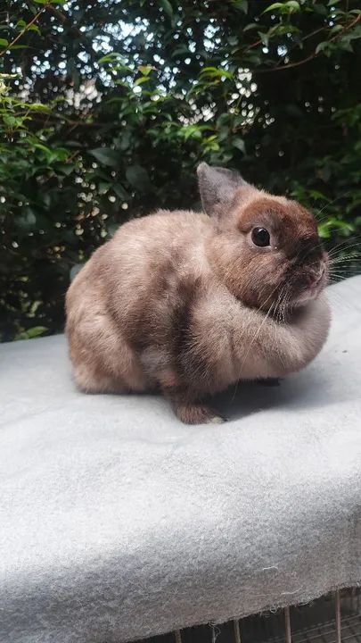 Doação Netherland Dwarf