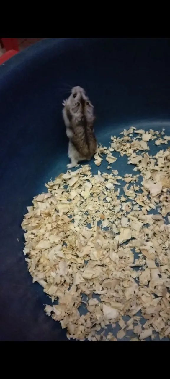 Hamster anão russo  - Foto 2