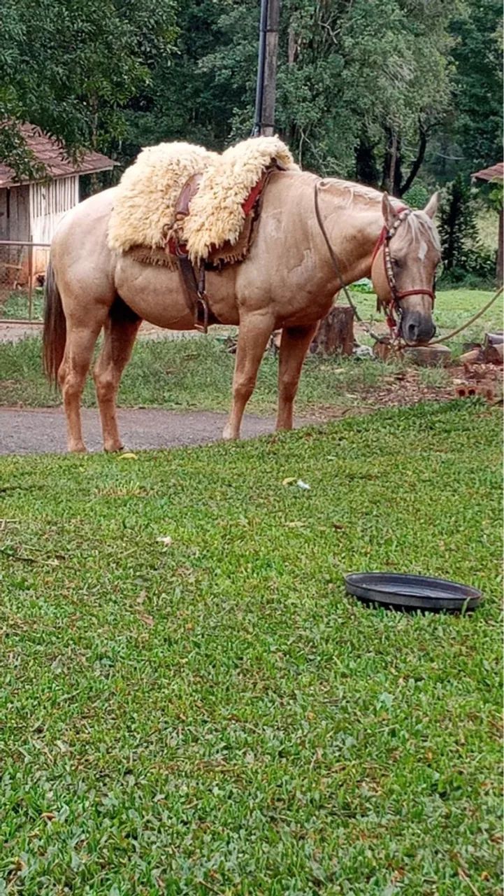 Cavalo Quarto de Milha - Baio - Castrado - Foto 3