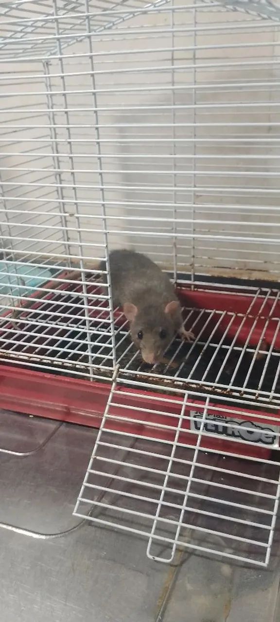 Gaiola com uma rata de laboratório dentro - Foto 5