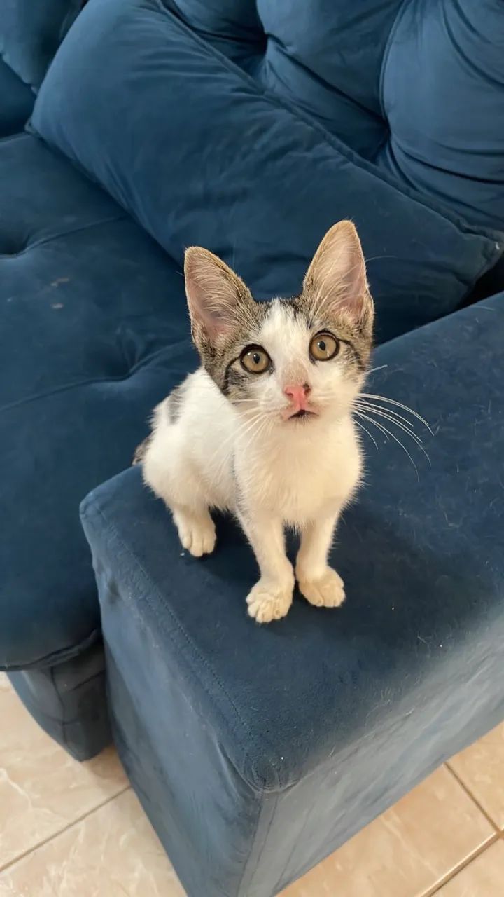 Gatinho - Foto 2