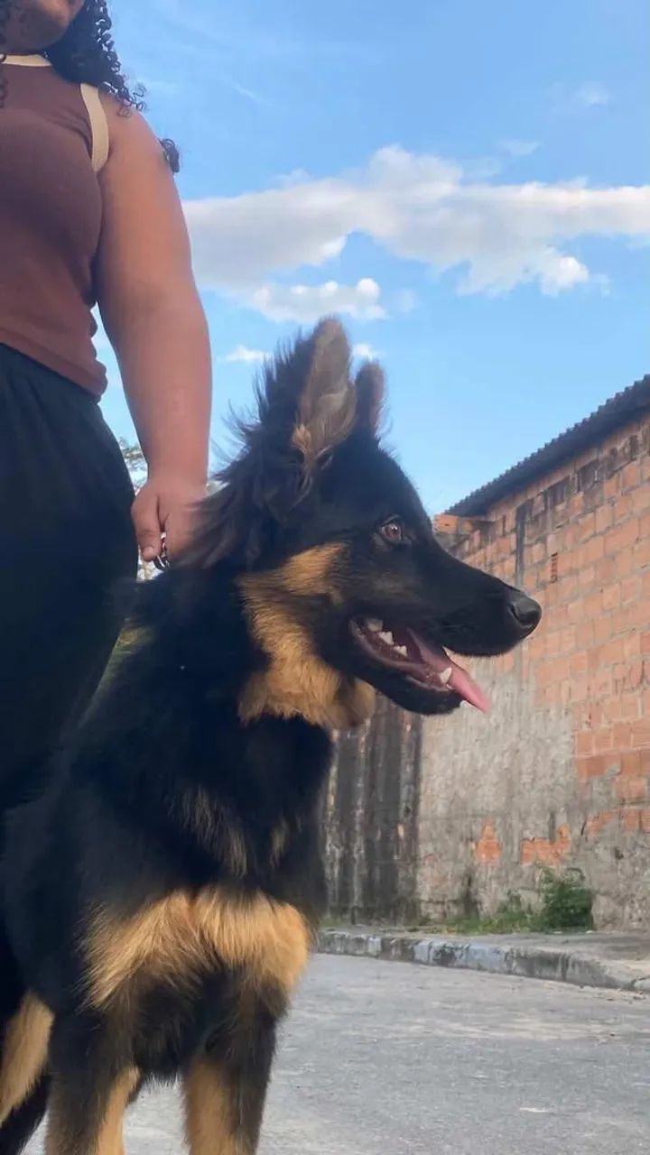 Cachorro  - Foto 5