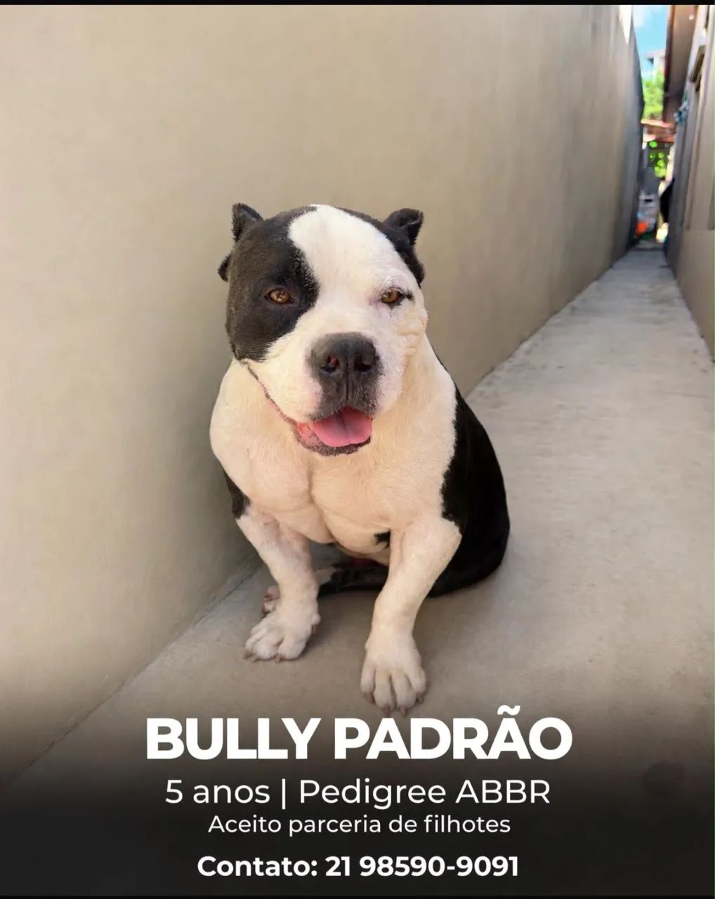 Bully - Cobertura 
