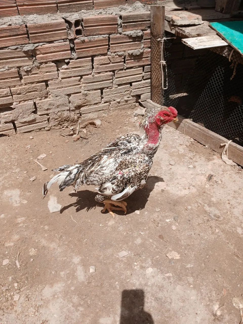Galo 