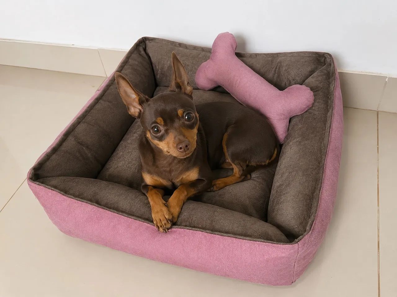 Cama pet - com zíper + brinde - Foto 2