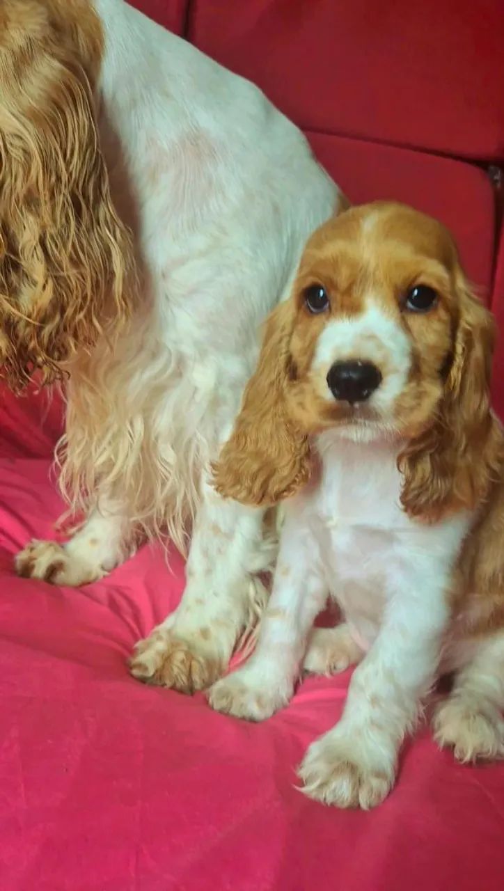 Filhote Cocker Spaniel Inglês  - Foto 2