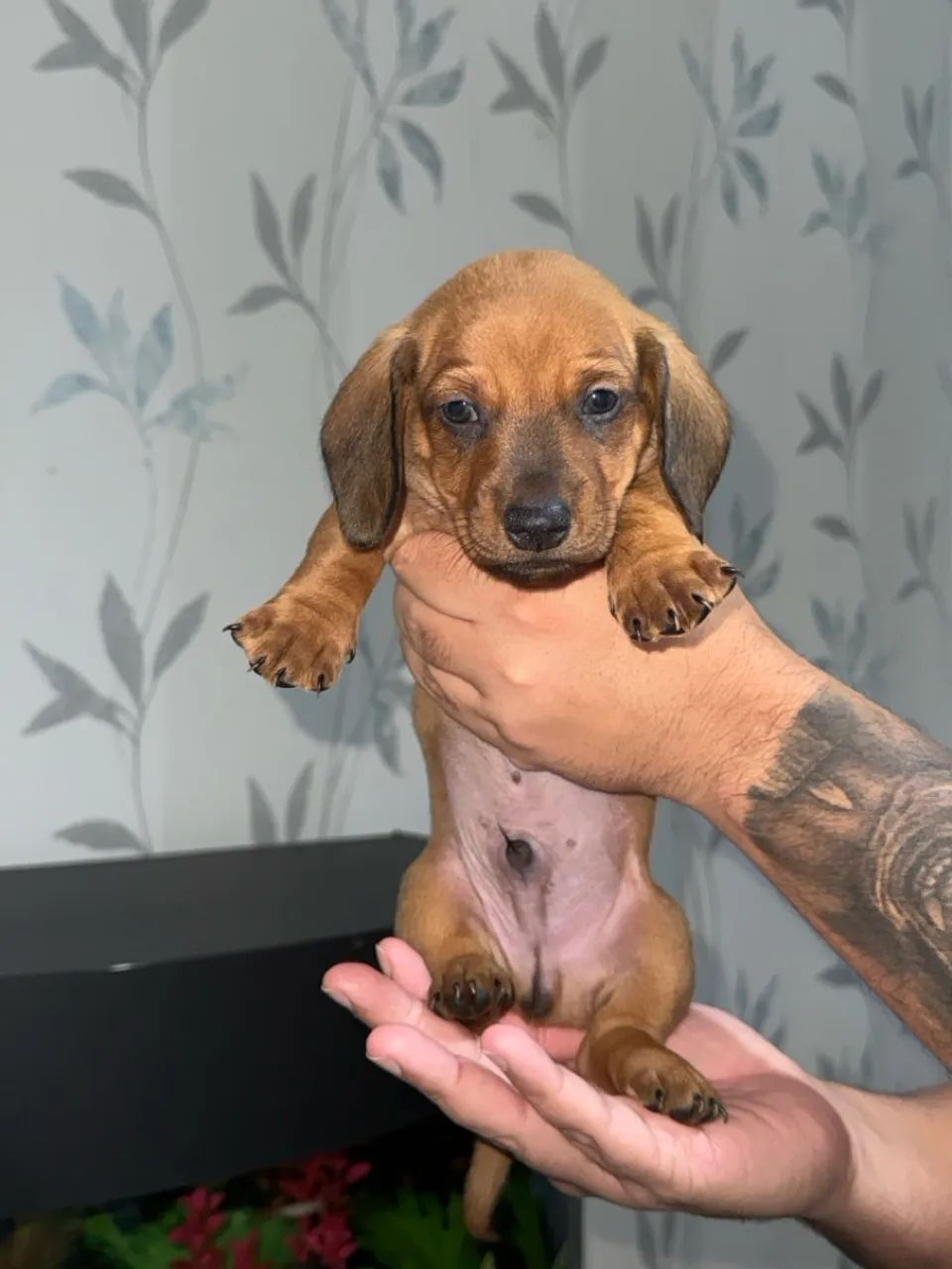 Cachorro - Foto 2