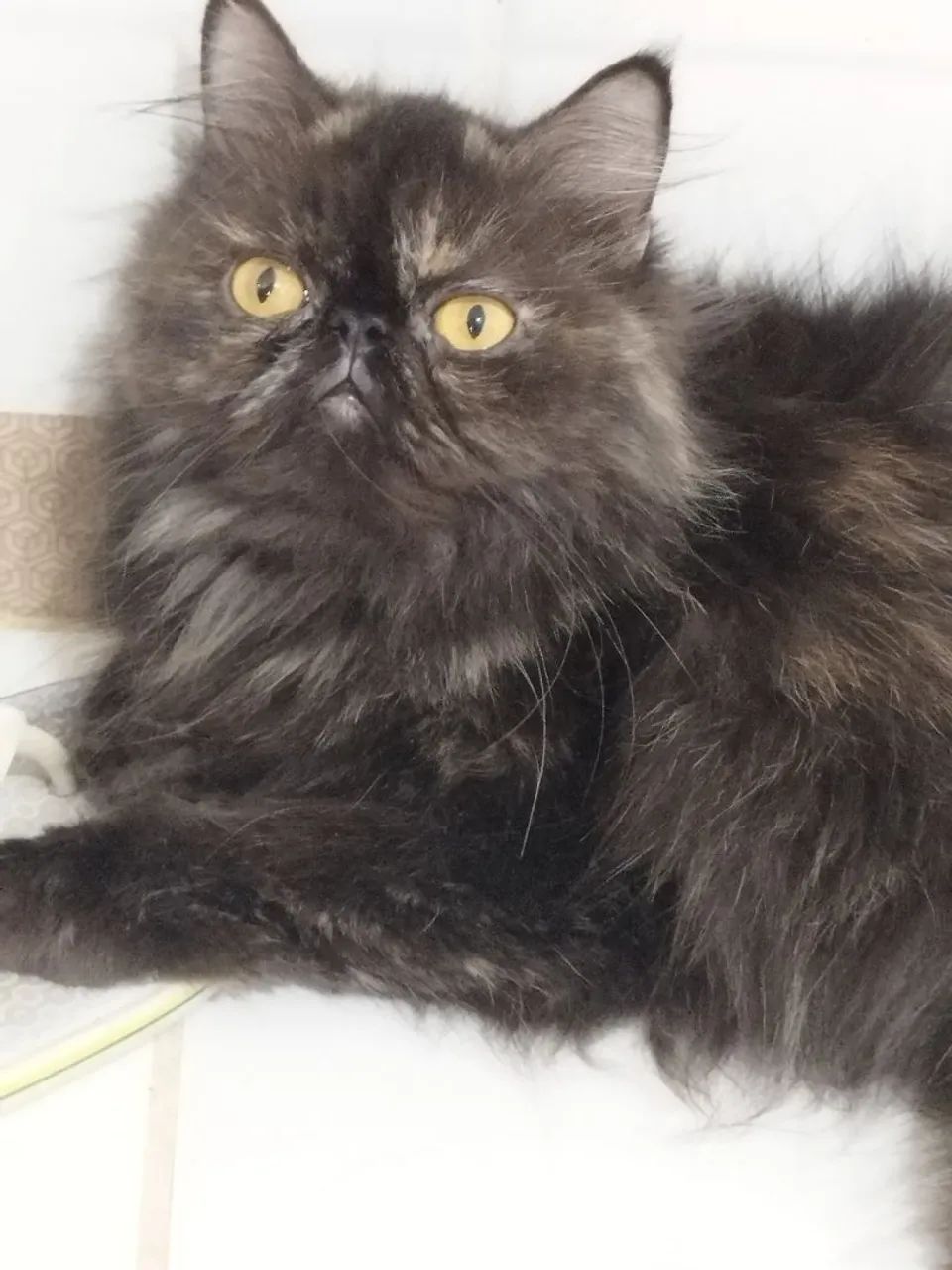 Gata persa
