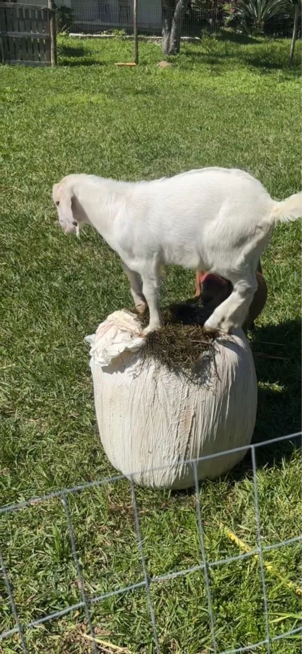 Cabrito  - Foto 4