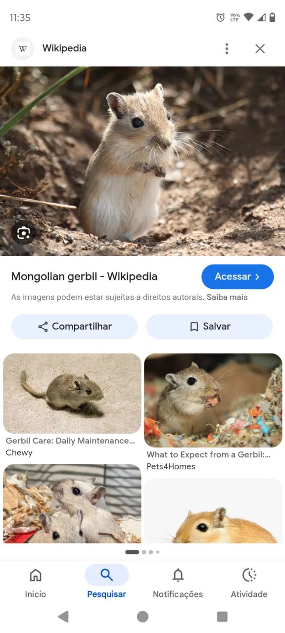Gerbil