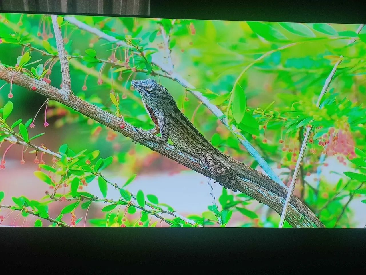 Tv Android tv  - Foto 4