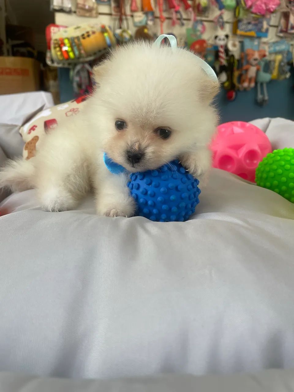 Spitz alemão macho anao$2.400,00