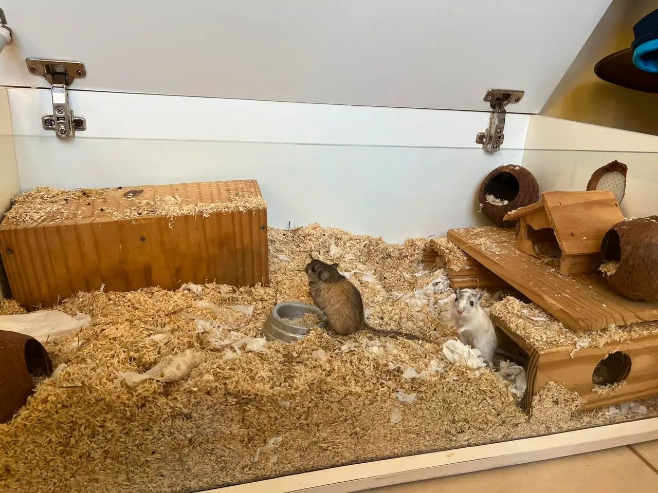 Gerbil com terrario - Foto 2