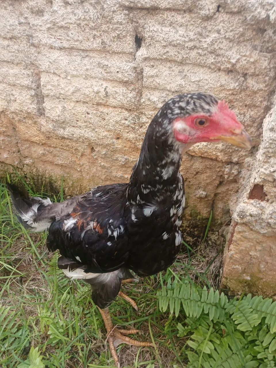 Estou vendendo esses 3 bichos. Sendo 2 fêmeas e 1 macho. - Foto 2