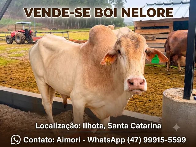 Vendo Boi