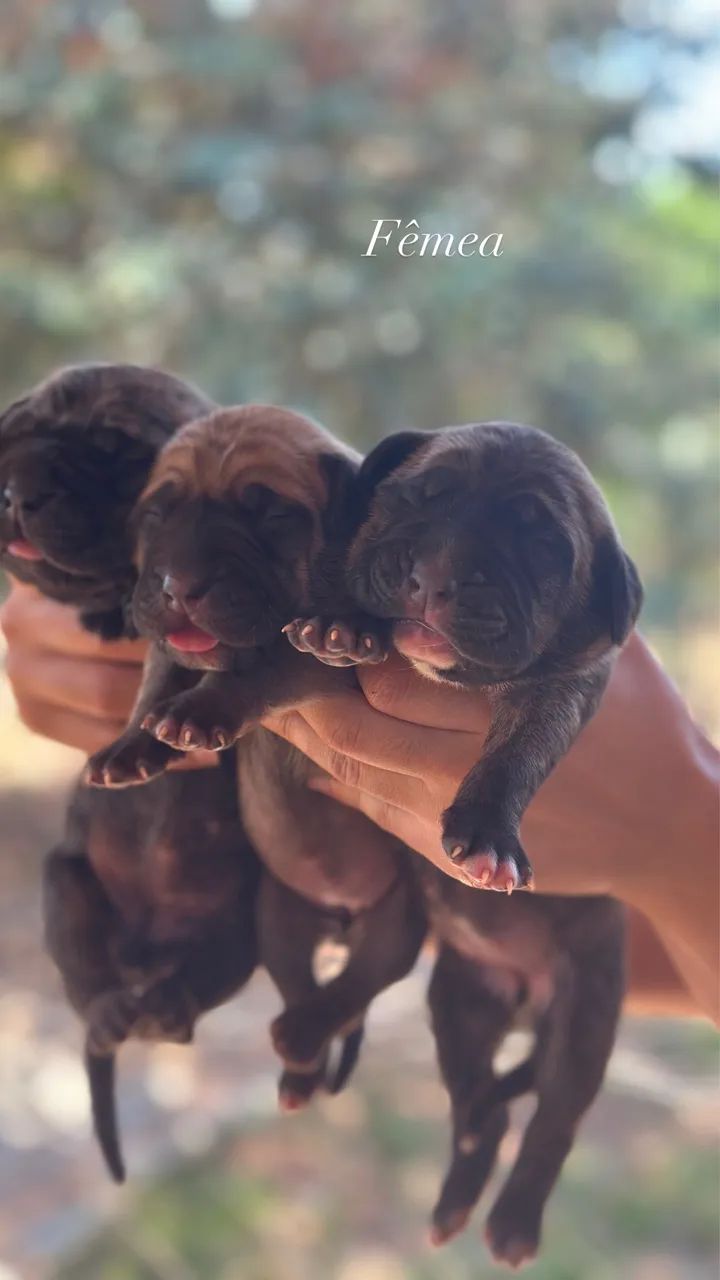 Fila Brasileiro  - Foto 5