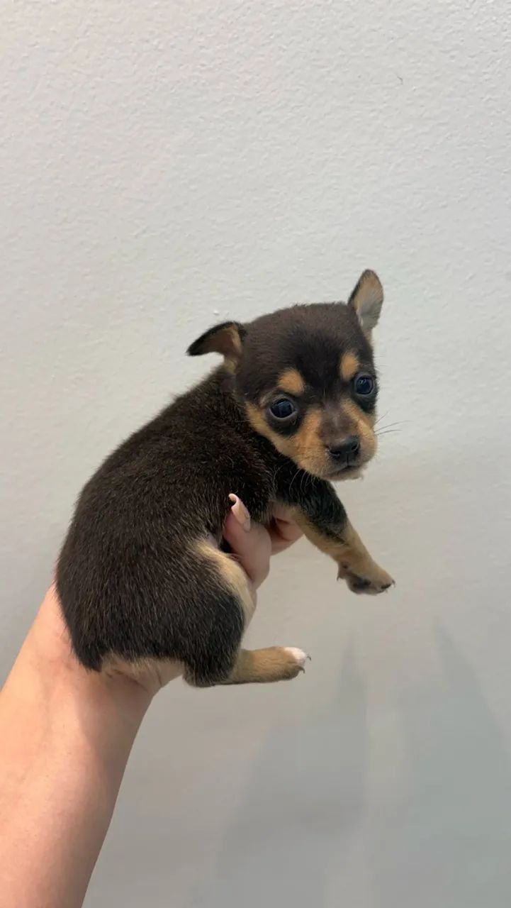 Filhotes de pinscher  - Foto 2